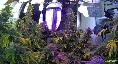 Growreport Bild 9
