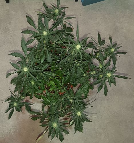 Growreport Bild 2
