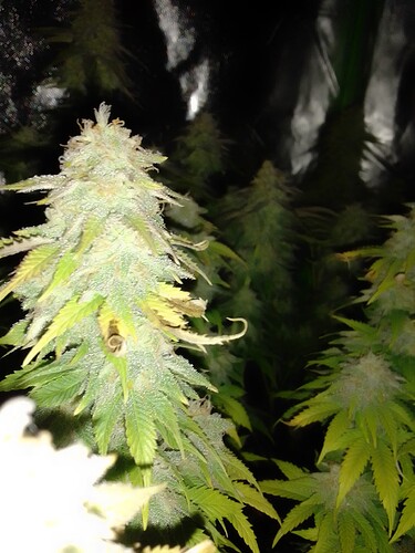 Growreport Bild 4