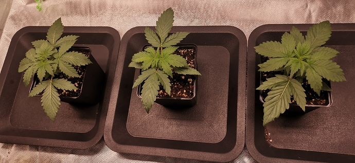 Growreport Bild 1