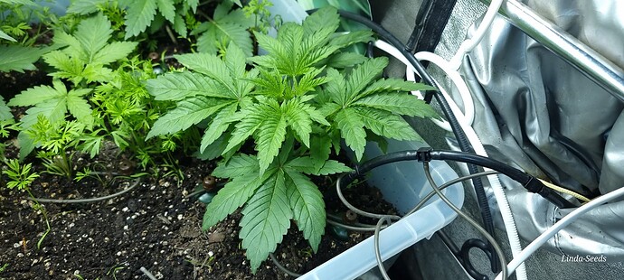 Growreport Bild 12