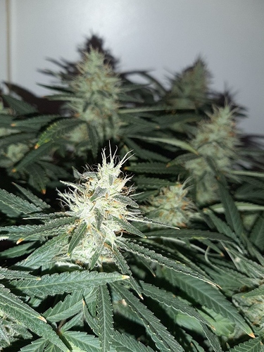 Growreport Bild 3