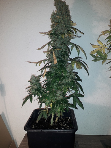 Growreport Bild 9