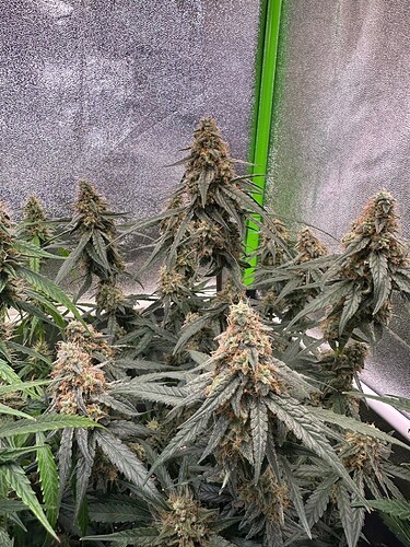 Growreport Bild 3
