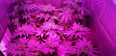 Growreport Bild 5