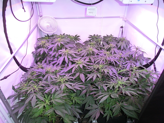 Growreport Bild 5