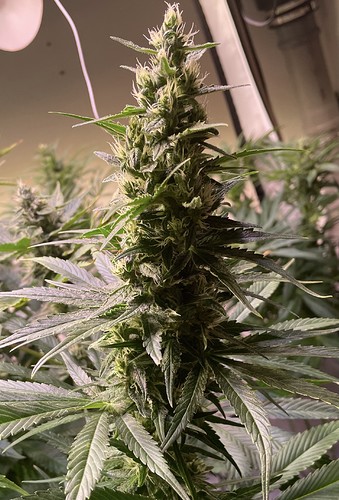 Growreport Bild 2