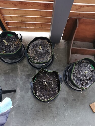 Growreport Bild 4