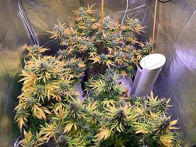 Growreport Bild 1