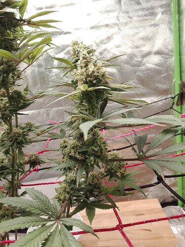 Growreport Bild 9