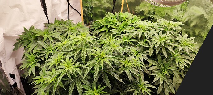 Growreport Bild 10