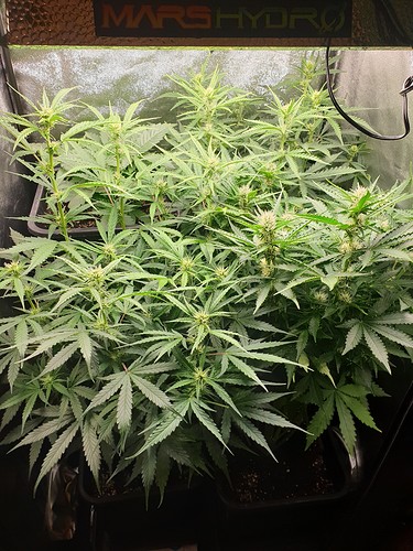 Growreport Bild 2