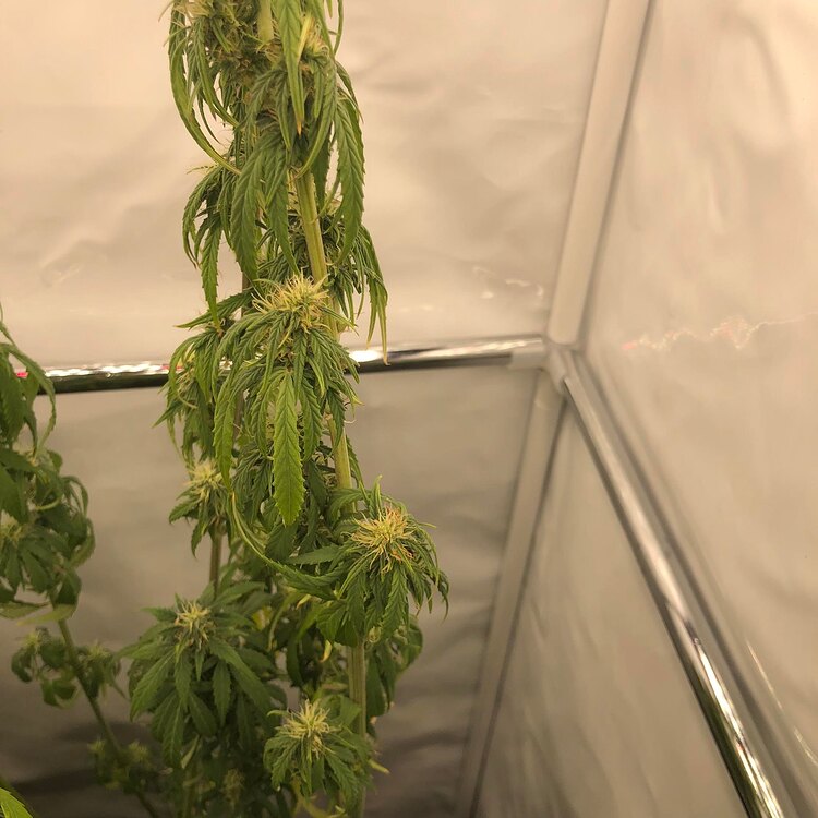 5 Blüte Woche. 1 Dame lässt die Blätter hängen. Was kann ich tun? Anfänger Forum