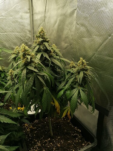 Growreport Bild 22