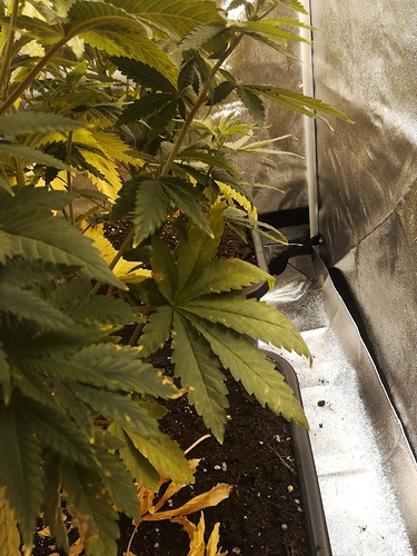 IMG_20200720_1700561