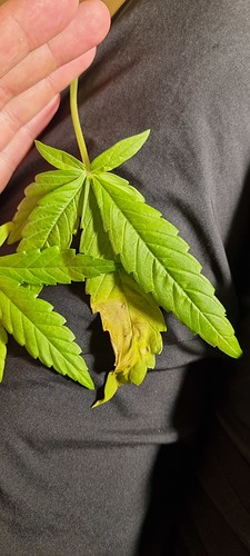 Growreport Bild 17