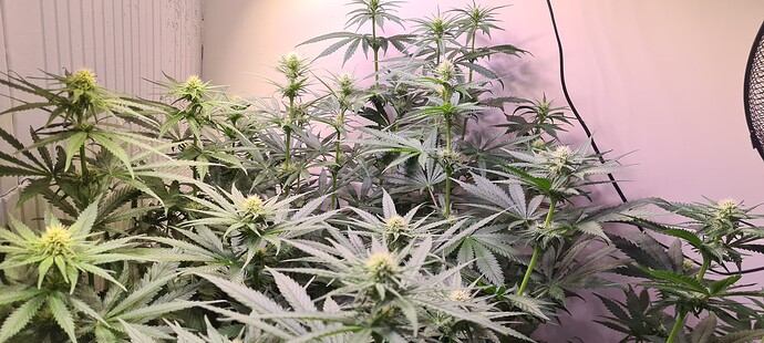 Growreport Bild 2