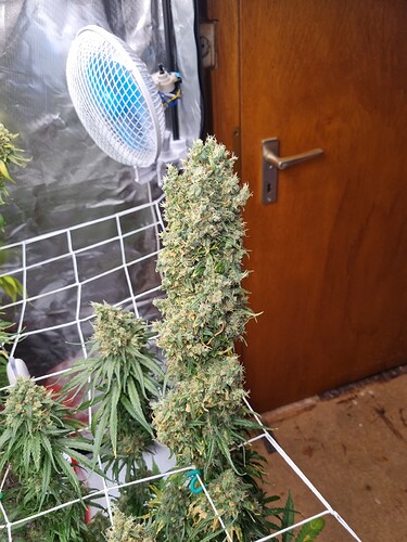 Growreport Bild 39
