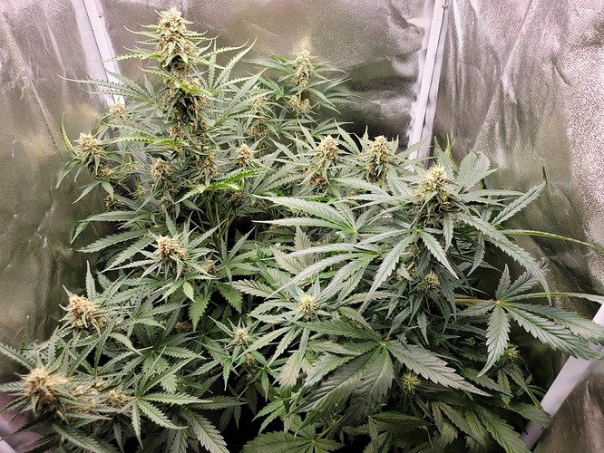 Growreport Bild 1