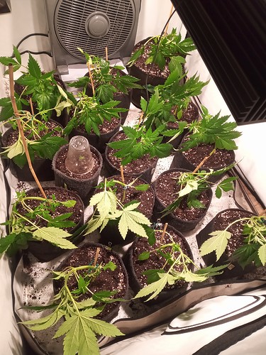 Growreport Bild 15