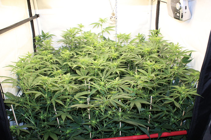 Growreport Bild 8