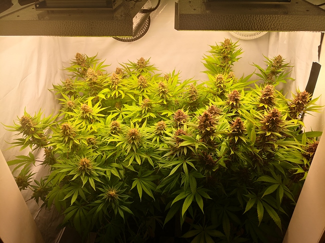 Growreport Bild 1