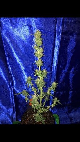 Growreport Bild 5