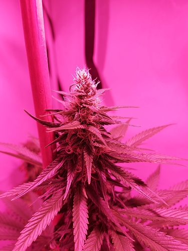 Growreport Bild 15