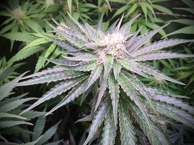 Growreport Bild 9