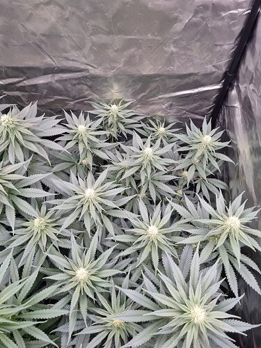 Growreport Bild 6