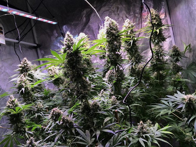 Growreport Bild 10