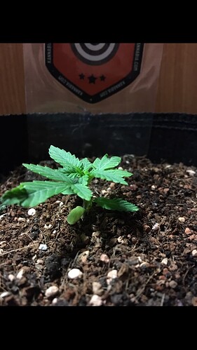 Growreport Bild 8