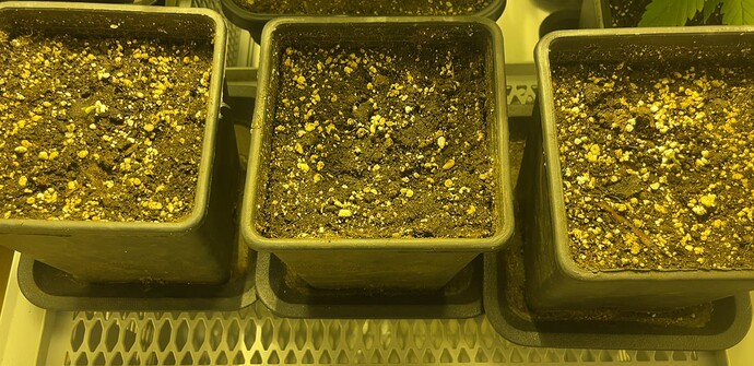 Growreport Bild 5