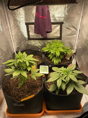 Growreport Bild 4