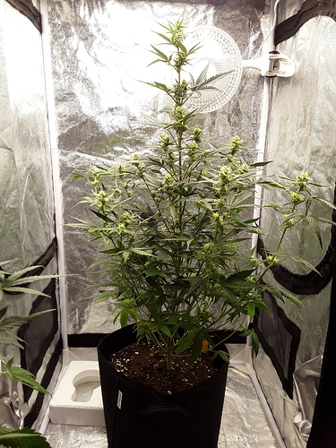 Growreport Bild 9
