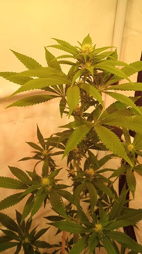 Growreport Bild 71