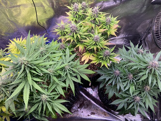 Growreport Bild 2