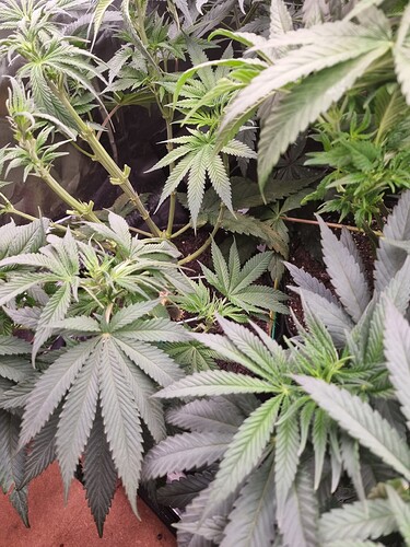 Growreport Bild 2