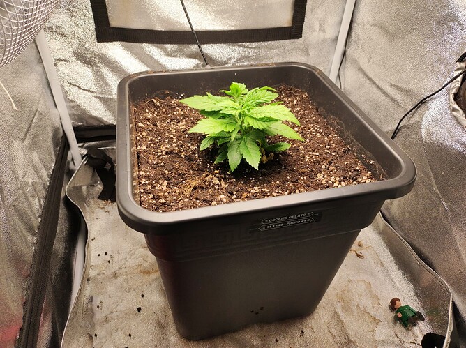 Cookie Stecki VT12