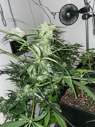 Growreport Bild 2