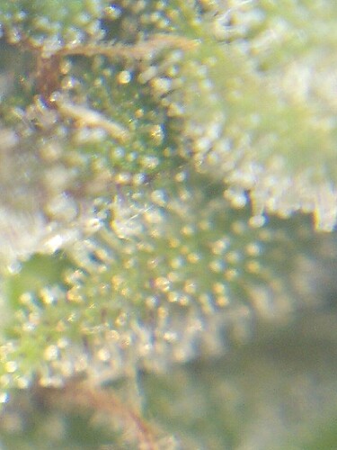 Growreport Bild 22