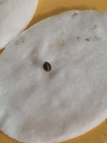 Growreport Bild 7