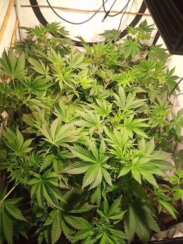 Growreport Bild 6