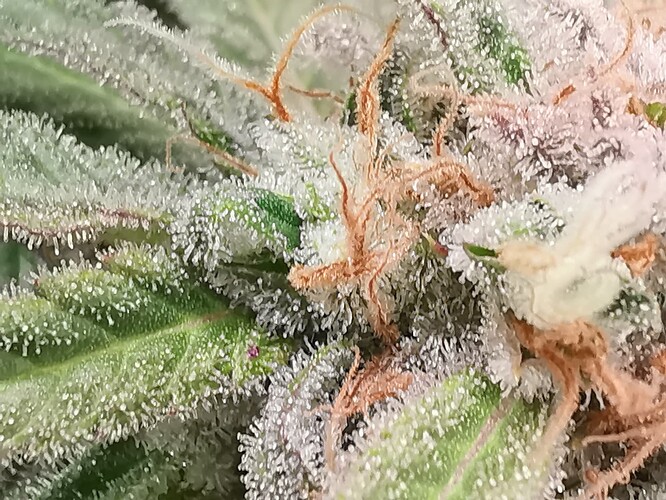 Growreport Bild 18