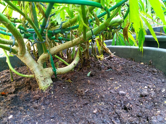 Growreport Bild 4