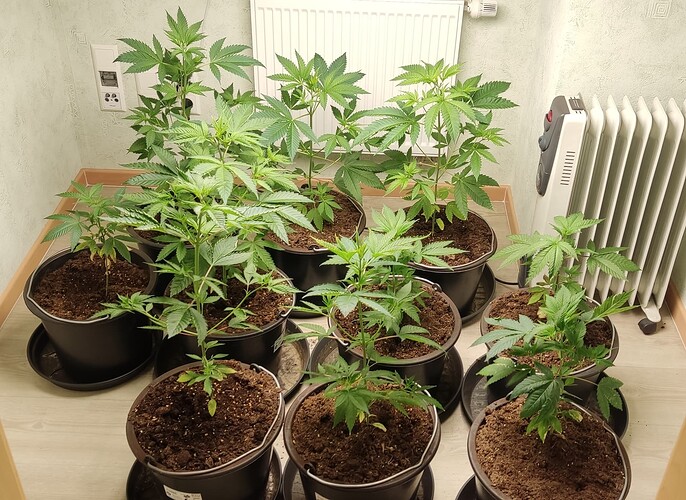 Growreport Bild 2
