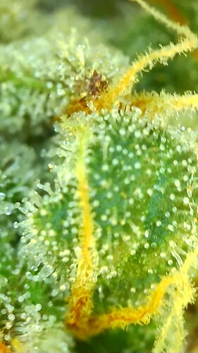 Growreport Bild 26