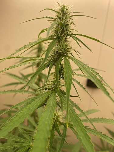 Growreport Bild 11