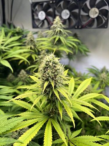 Growreport Bild 6