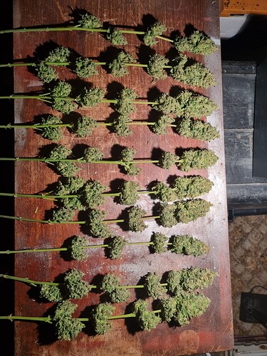 Growreport Bild 51